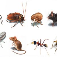 Bill's Termite & Pest Control ico