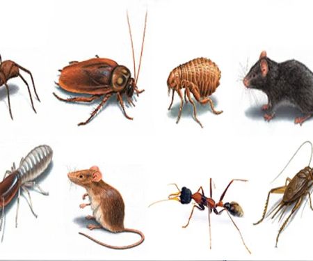 Bill's Termite & Pest Control