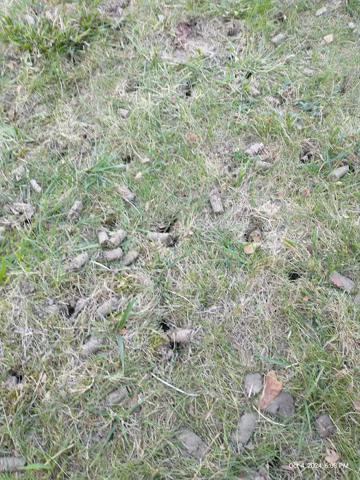 Kapp's Green Lawn Picture 6
