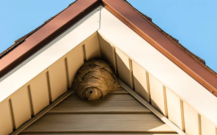 EcoShield Pest Solutions Picture 4