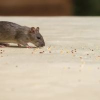 OPC Pest Services ico