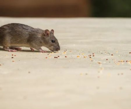 OPC Pest Services