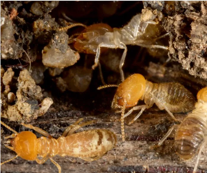 OPC Pest Services Picture 2