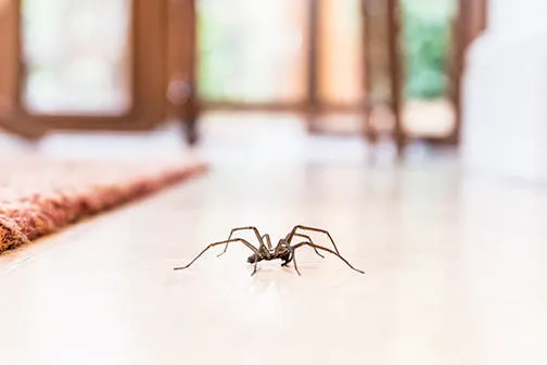 OPC Pest Services Picture 8