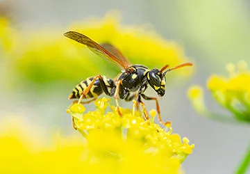 OPC Pest Services Picture 5