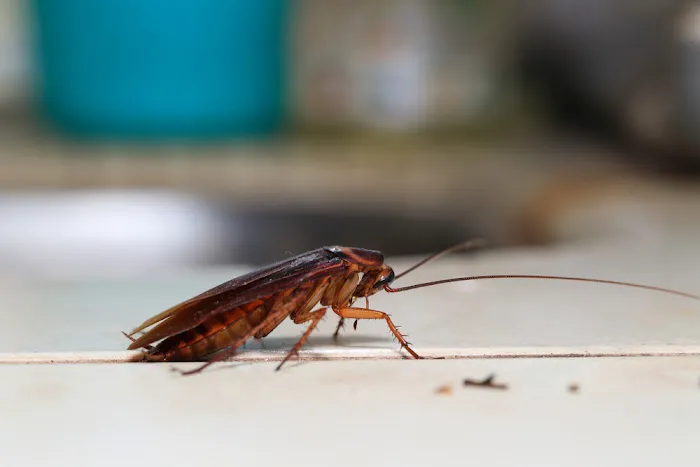 Aim Pest Solutions Picture 9