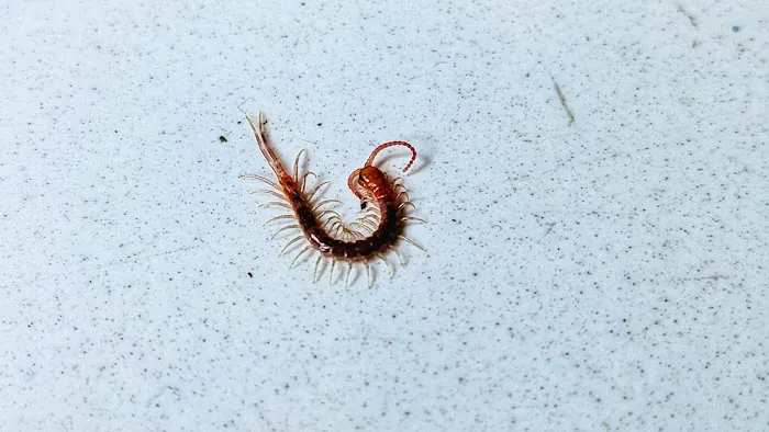 Aim Pest Solutions Picture 1