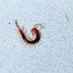 Aim Pest Solutions