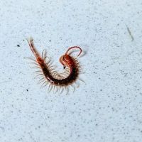 Aim Pest Solutions ico