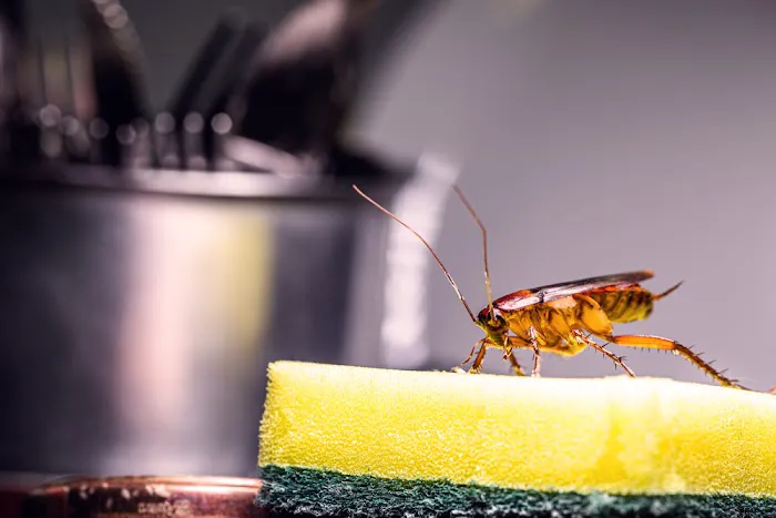 Aim Pest Solutions Picture 6