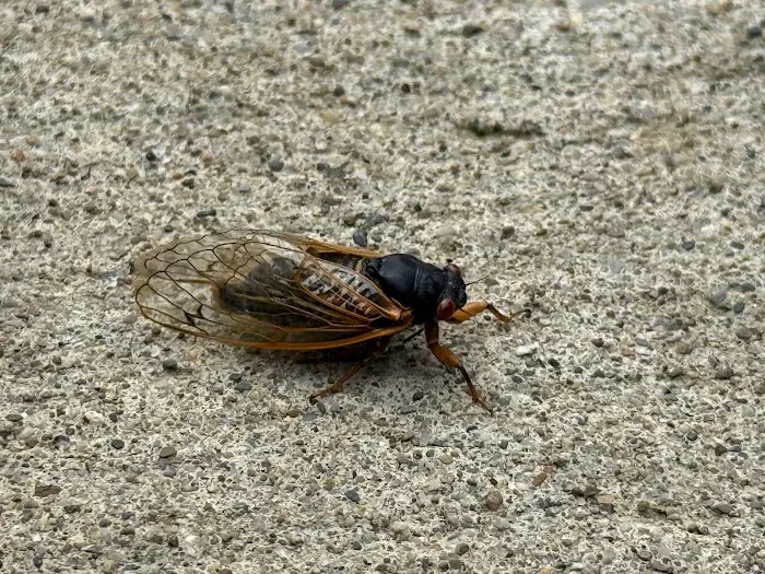 Aim Pest Solutions Picture 10