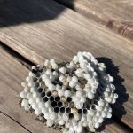 Happy Hive Pest Management