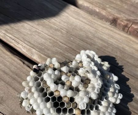 Happy Hive Pest Management