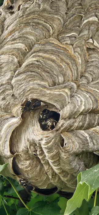 Happy Hive Pest Management Picture 7