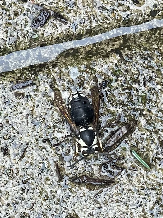 Happy Hive Pest Management Picture 5