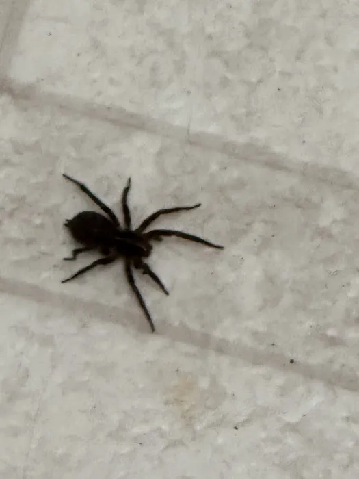 Arrow Services, Inc. (Pest Control) Picture 2