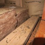 Get Bats Out Fort Wayne