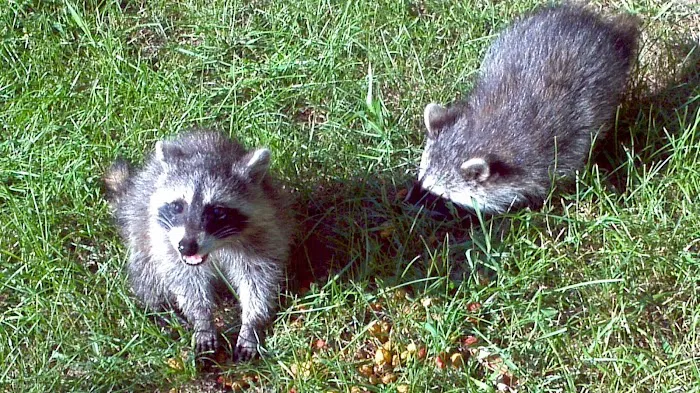 Critter Control of North Central Indiana Picture 9