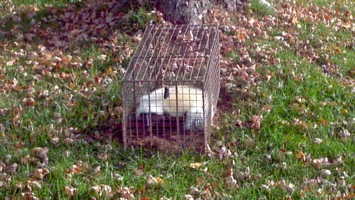 Critter Control of North Central Indiana Picture 8
