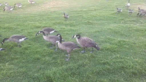 Critter Control of North Central Indiana Picture 7