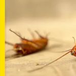 Bugz Pest Management