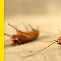 Bugz Pest Management ico