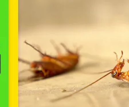 Bugz Pest Management