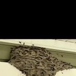Michiana Pest Solutions