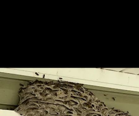Michiana Pest Solutions