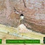 Hoke Pest Control