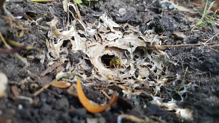 Hoke Pest Control Picture 7