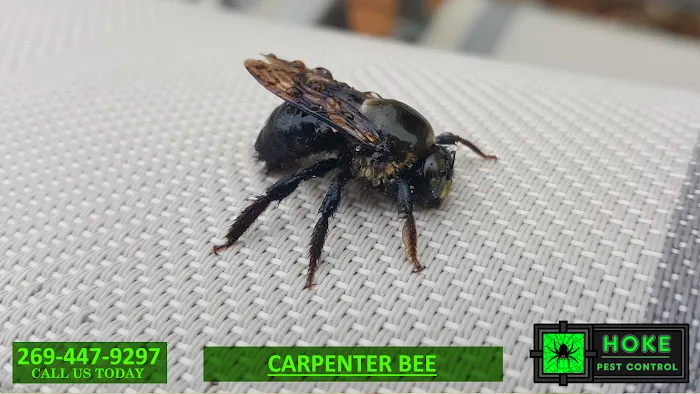 Hoke Pest Control Picture 5