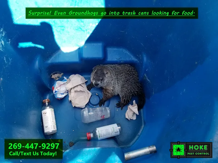 Hoke Pest Control Picture 9