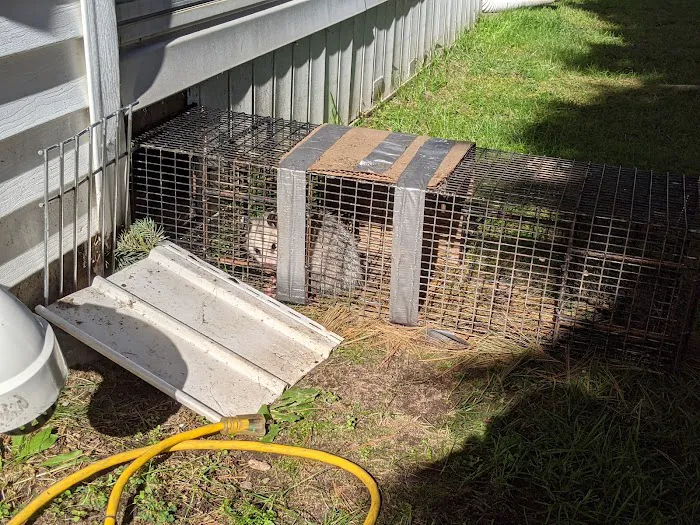 Boone Wildlife and Pest Solutions Picture 4