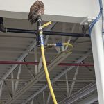 Boone Wildlife and Pest Solutions