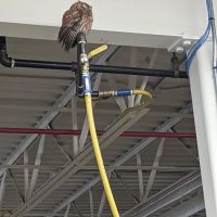 Boone Wildlife and Pest Solutions ico