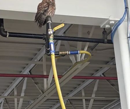 Boone Wildlife and Pest Solutions