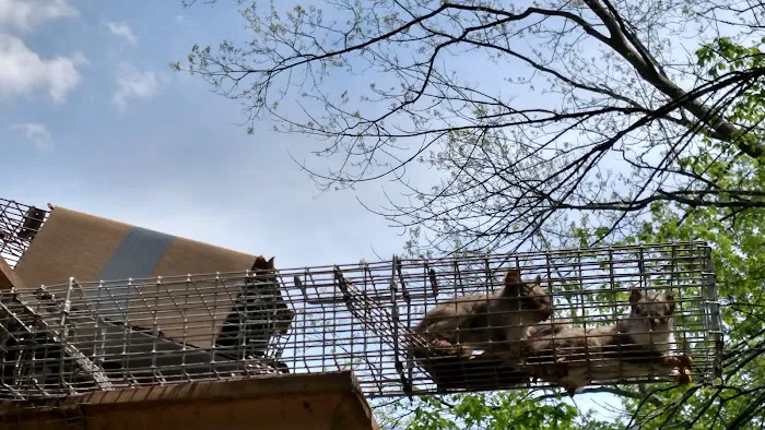 Boone Wildlife and Pest Solutions Picture 8