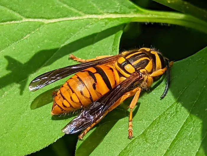 Boone Wildlife and Pest Solutions Picture 2