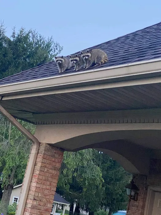 Boone Wildlife and Pest Solutions Picture 10