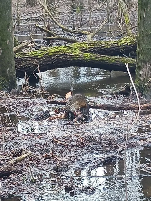 Morris Wildlife Control Picture 5