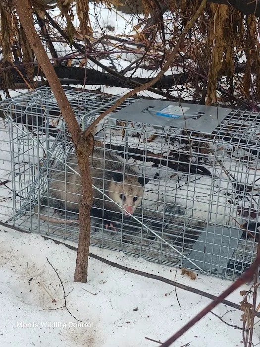 Morris Wildlife Control Picture 7
