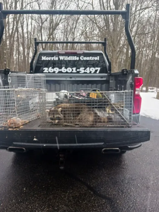 Morris Wildlife Control Picture 10