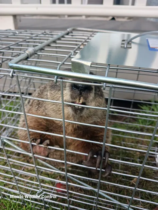 Morris Wildlife Control Picture 6