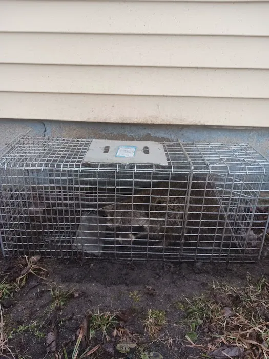 Morris Wildlife Control Picture 1