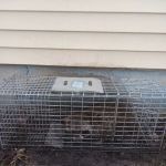 Morris Wildlife Control