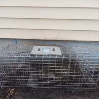 Morris Wildlife Control ico