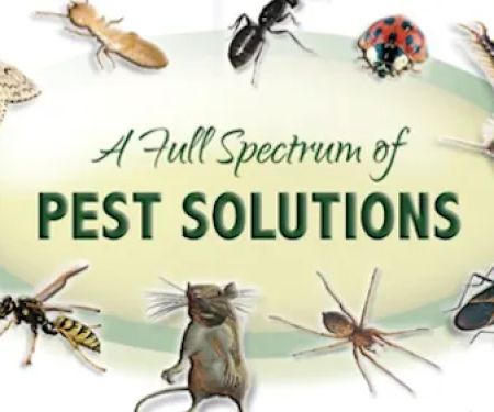 Advanced Pest Solutions Plus