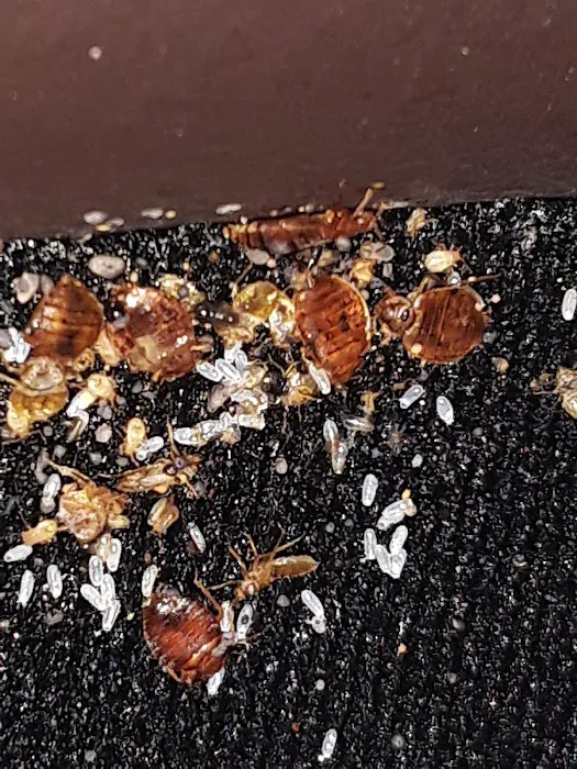 Advanced Pest Solutions Plus Picture 2