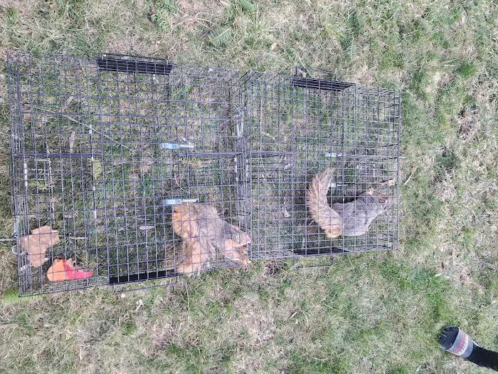 Southeast Michigan Wildlife Control Picture 5